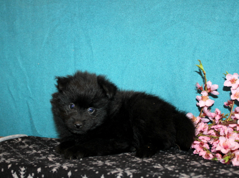 puppy, for, sale, Pomeranian , Matthew B. Stoltzfus, dog, breeder, Gap, PA, dog-breeder, puppy-for-sale, forsale, nearby, find, puppyfind, locator, puppylocator, aca